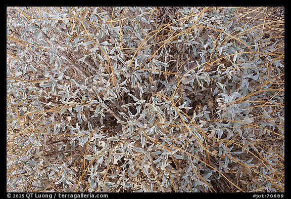 Brittlebush close-up. Joshua Tree National Park (color)