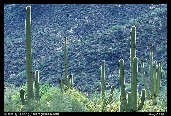 Saguaro cacti forest on hillside, West Unit. Saguaro National Park (color)