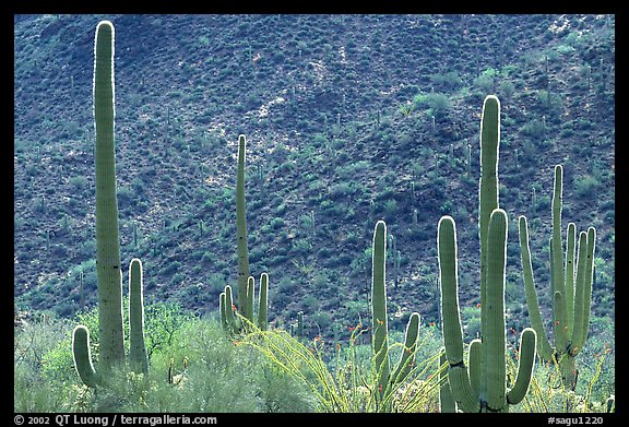 Saguaro cacti forest on hillside, West Unit. Saguaro National Park, Arizona, USA.