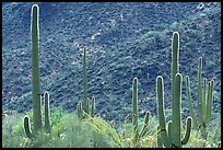 Saguaro cacti forest on hillside, West Unit. Saguaro National Park ( color)