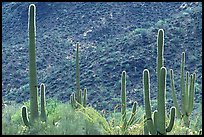 Saguaro cacti forest on hillside, West Unit. Saguaro National Park, Arizona, USA.