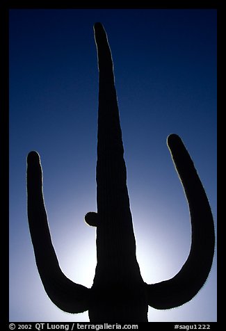 Backlit Saguaro cactus. Saguaro National Park (color)