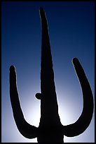 Backlit Saguaro cactus. Saguaro National Park, Arizona, USA.