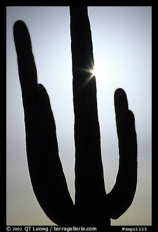 Backlit Saguaro cactus. Saguaro National Park, Arizona, USA.