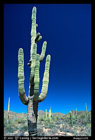 Giant Saguaro cactus (scientific name: Carnegiea gigantea), mid-day. Saguaro National Park, Arizona, USA.