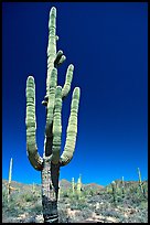 Giant Saguaro cactus (scientific name: Carnegiea gigantea), mid-day. Saguaro National Park, Arizona, USA.