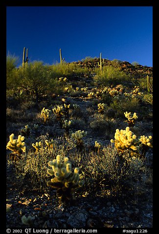 Cholla cactus on hillside. Saguaro National Park (color)