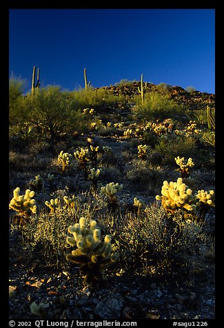 Cholla cactus on hillside. Saguaro National Park, Arizona, USA.