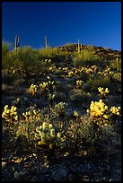 Cholla cactus on hillside. Saguaro National Park, Arizona, USA. (color)