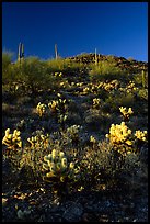 Cholla cactus on hillside. Saguaro National Park, Arizona, USA.