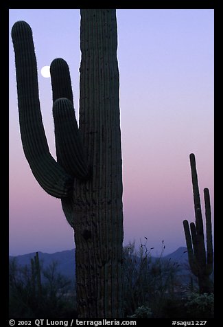 Saguaro cactus and moon, dawn. Saguaro National Park (color)