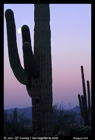 Saguaro cactus and moon, dawn. Saguaro National Park, Arizona, USA.