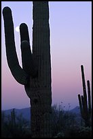 Saguaro cactus and moon, dawn. Saguaro National Park, Arizona, USA.