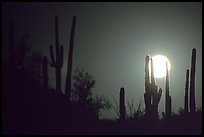 Moonrise behind saguaro cactus. Saguaro National Park, Arizona, USA. (color)