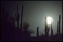 Moonrise behind saguaro cactus. Saguaro National Park, Arizona, USA.