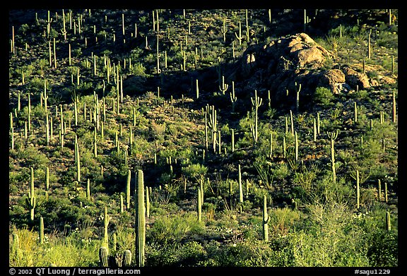 saguaro cacti forest on hillside, West Unit. Saguaro National Park (color)
