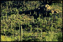 saguaro cacti forest on hillside, West Unit. Saguaro National Park, Arizona, USA. (color)