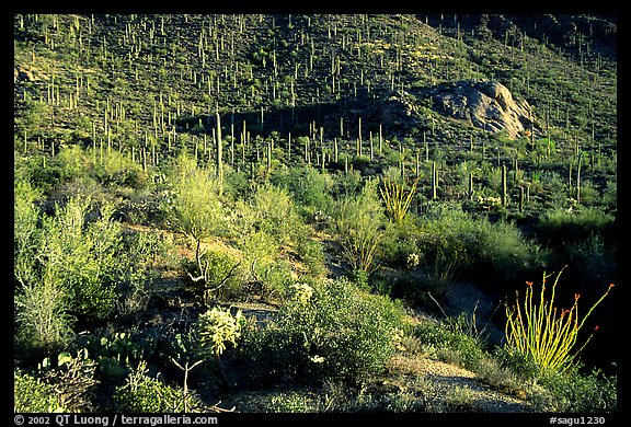 Saguaro cacti forest and occatillo on hillside, West Unit. Saguaro National Park, Arizona, USA.