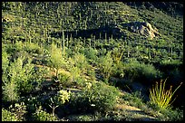 Saguaro cacti forest and occatillo on hillside, West Unit. Saguaro National Park, Arizona, USA.