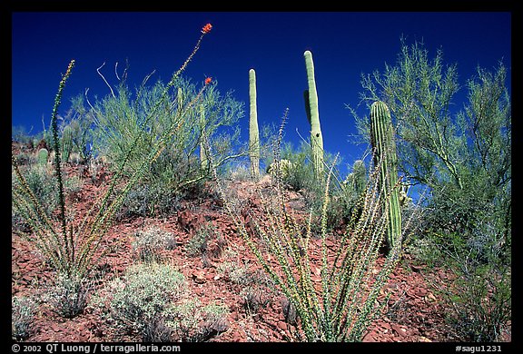 Palo verde and saguaro cactus on hillside. Saguaro National Park, Arizona, USA.