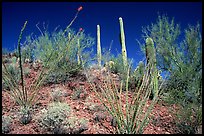 Palo verde and saguaro cactus on hillside. Saguaro National Park, Arizona, USA.