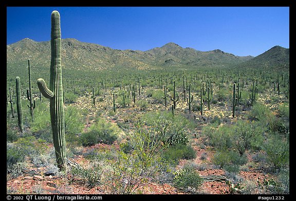 Saguaro cactus and Tucson Mountains. Saguaro National Park, Arizona, USA.