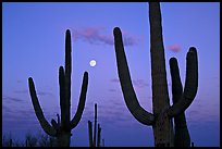 Saguaro cactus and moon at dawn. Saguaro National Park, Arizona, USA.