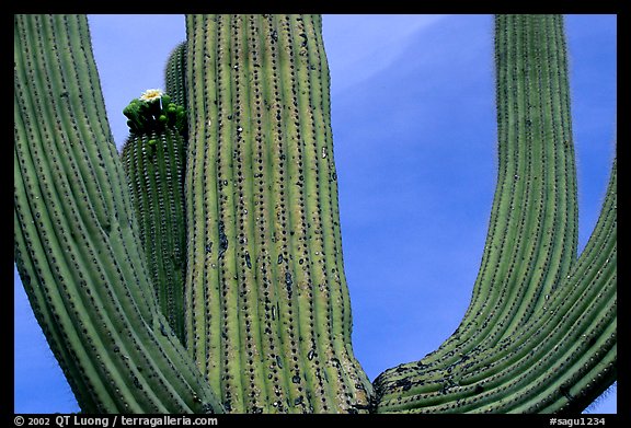 Arms of Saguaro cactus. Saguaro National Park, Arizona, USA.