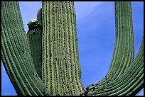 Arms of Saguaro cactus. Saguaro National Park, Arizona, USA. (color)