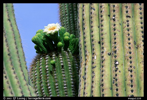 Saguaro cactus with blooms. Saguaro National Park, Arizona, USA.