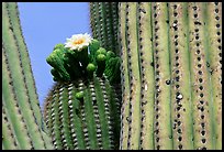 Saguaro cactus with blooms. Saguaro National Park, Arizona, USA. (color)