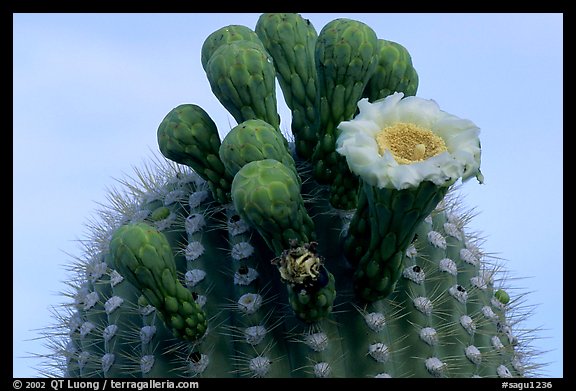 Saguaro flower on top of cactus. Saguaro National Park, Arizona, USA.