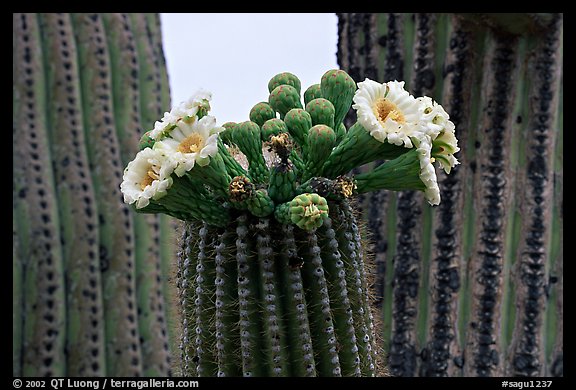 Saguaro cactus blooms. Saguaro National Park, Arizona, USA.