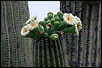 Saguaro cactus blooms. Saguaro National Park, Arizona, USA.