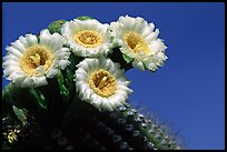 Saguaro cactus blooming. Saguaro National Park ( color)