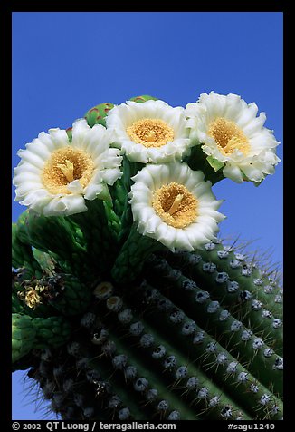 Saguaro cactus flowers against blue sky. Saguaro National Park (color)