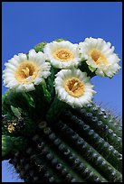 Saguaro cactus flowers against blue sky. Saguaro National Park, Arizona, USA.