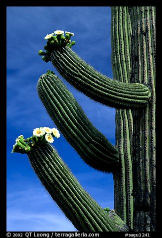 Arms of blooming Saguaro cactus. Saguaro National Park, Arizona, USA.