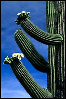 Arms of blooming Saguaro cactus. Saguaro National Park, Arizona, USA. (color)