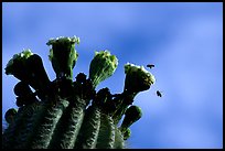 Saguaro cactus flower and bees. Saguaro National Park, Arizona, USA.