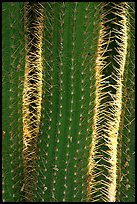 Cactus detail. Saguaro National Park, Arizona, USA.