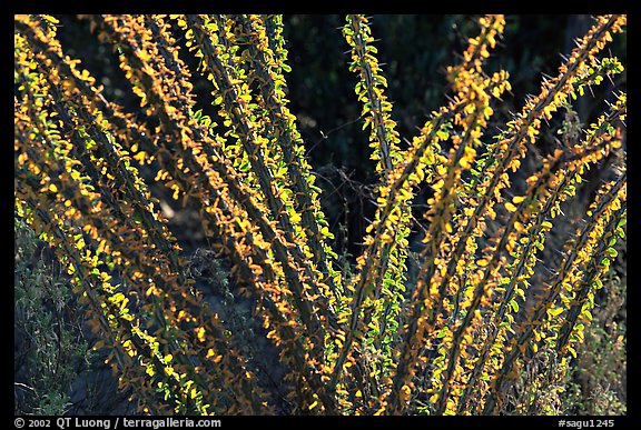 Occatillo detail. Saguaro National Park, Arizona, USA.