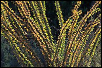 Occatillo detail. Saguaro National Park, Arizona, USA. (color)