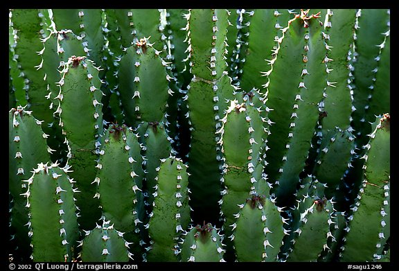 Cactus detail, Arizona Sonora Desert Museum. Tucson, Arizona, USA (color)
