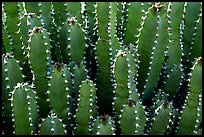 Cactus detail, Arizona Sonora Desert Museum. Tucson, Arizona, USA (color)