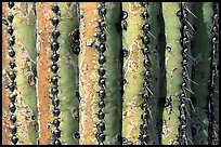 Saguaro cactus trunk close-up. Saguaro National Park, Arizona, USA.