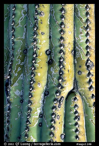 Saguaro cactus trunk detail. Saguaro National Park (color)