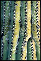 Saguaro cactus trunk detail. Saguaro National Park, Arizona, USA. (color)