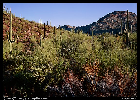 Palo Verde and saguaro cactus on hill. Saguaro National Park, Arizona, USA.