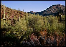 Palo Verde and saguaro cactus on hill. Saguaro National Park ( color)